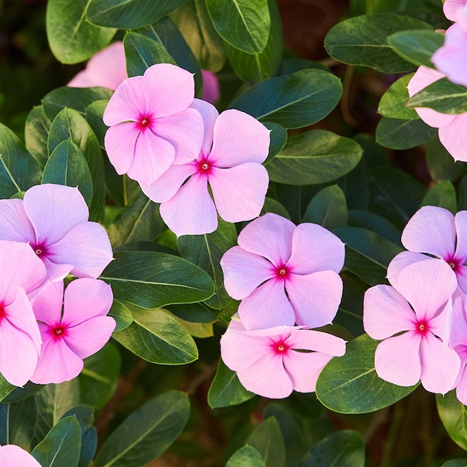 vinca-m