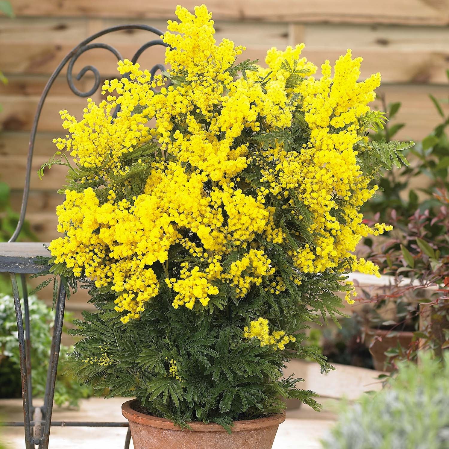 plantas3 acacia mimosa