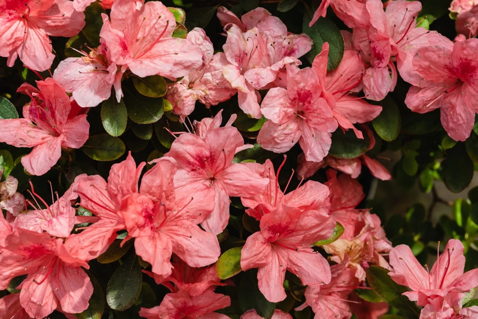 Azalea%20rosa