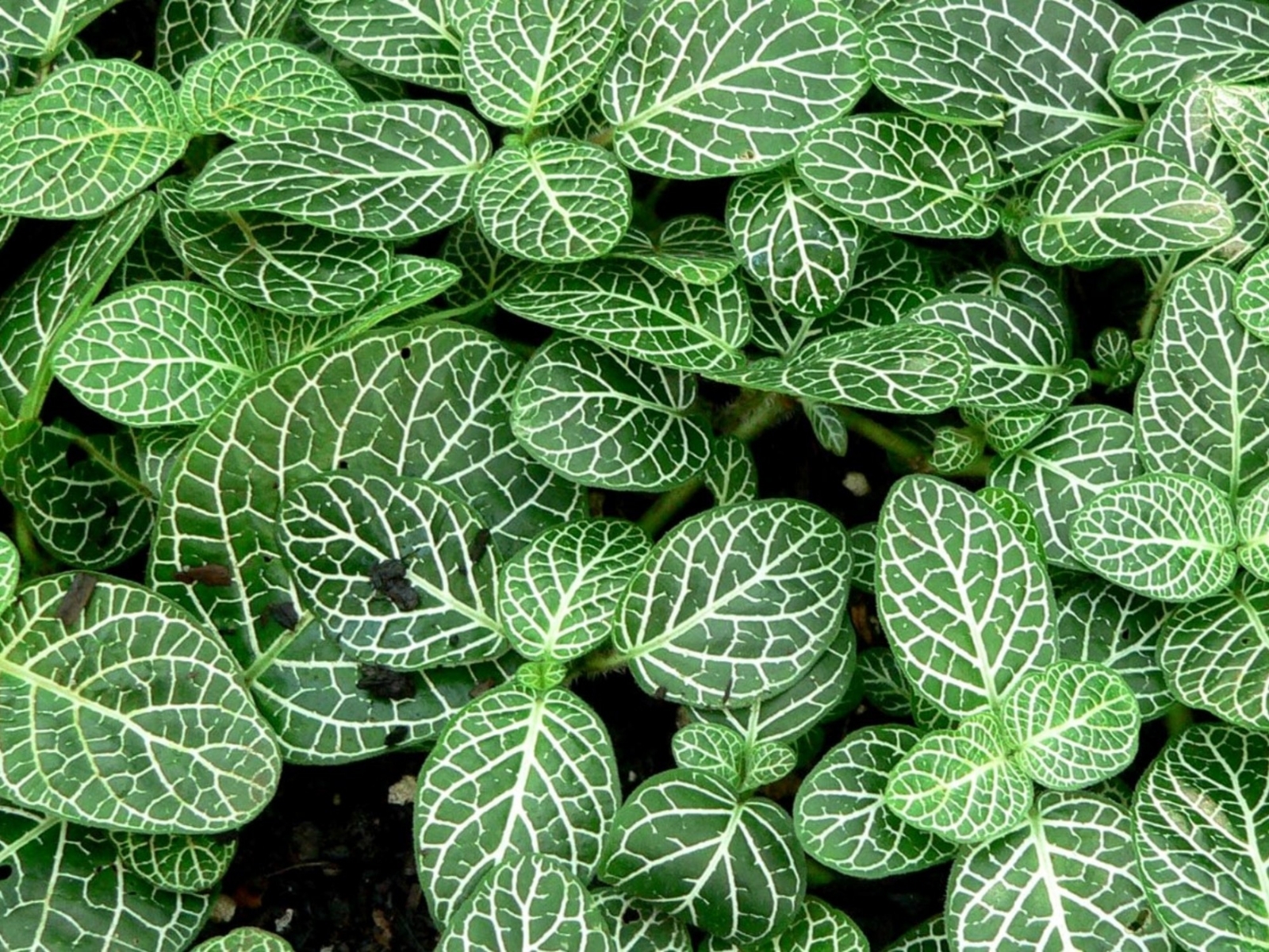 Planta