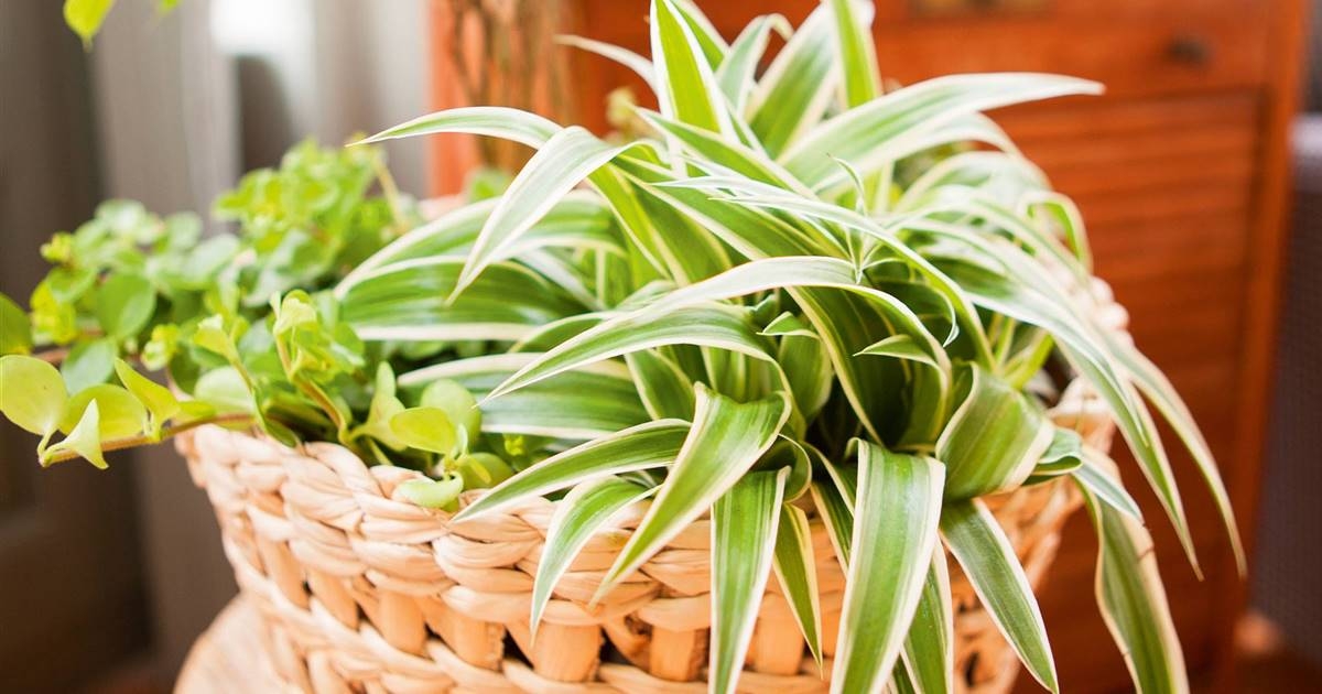 Plantas