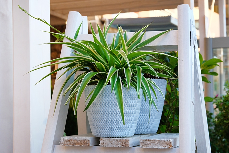 plantas3