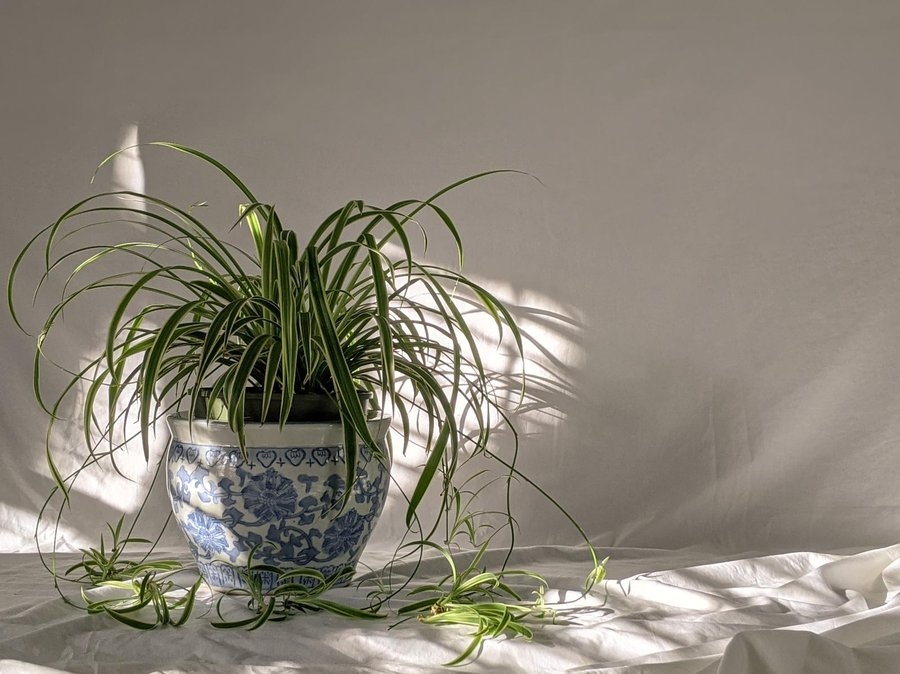 plantas2