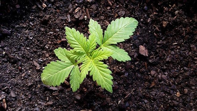 marijuana-1172314_640