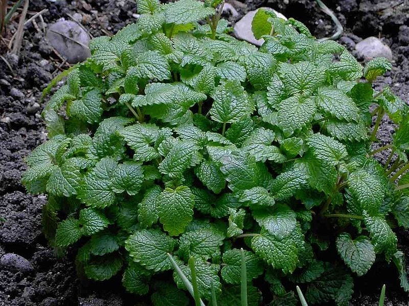 800px-Melissa_officinalis1