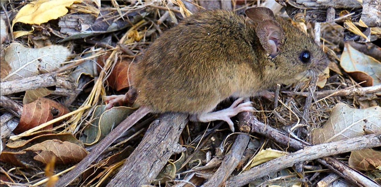 hantavirus gob nqn