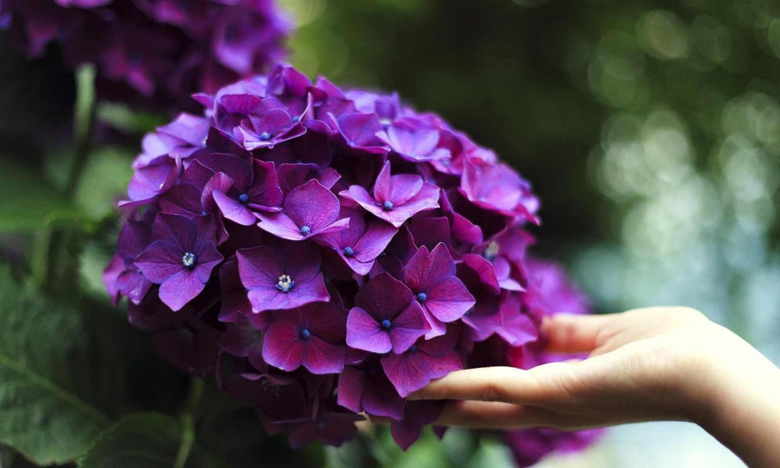 hortensias