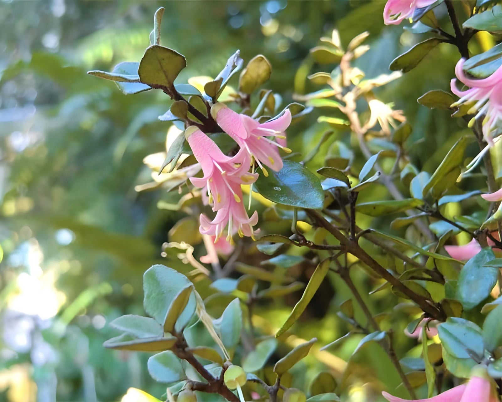 Correa-Pink-Pixie-2a