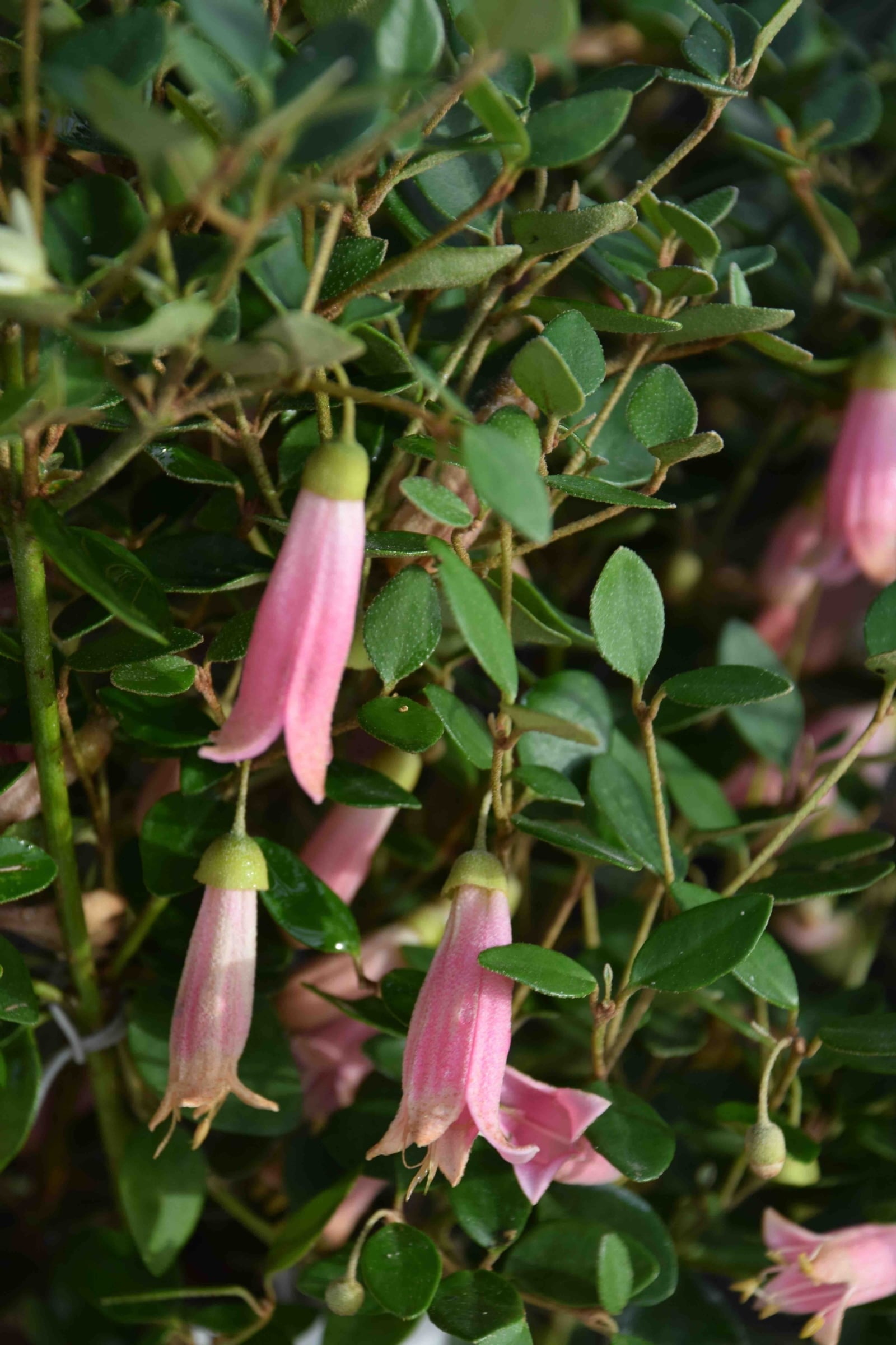 correa-pulchella
