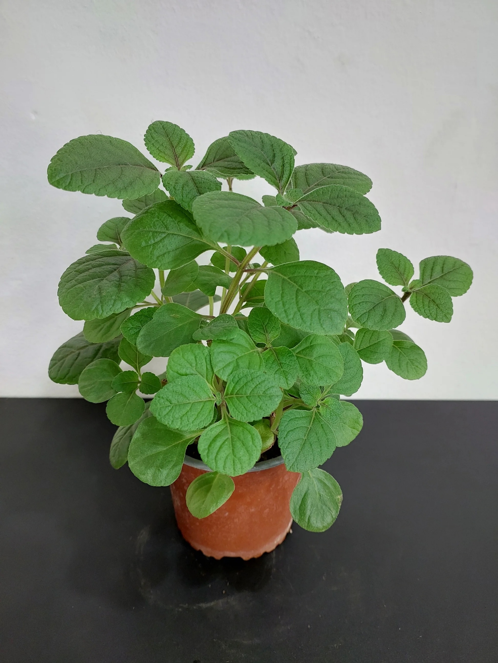 Planta 1