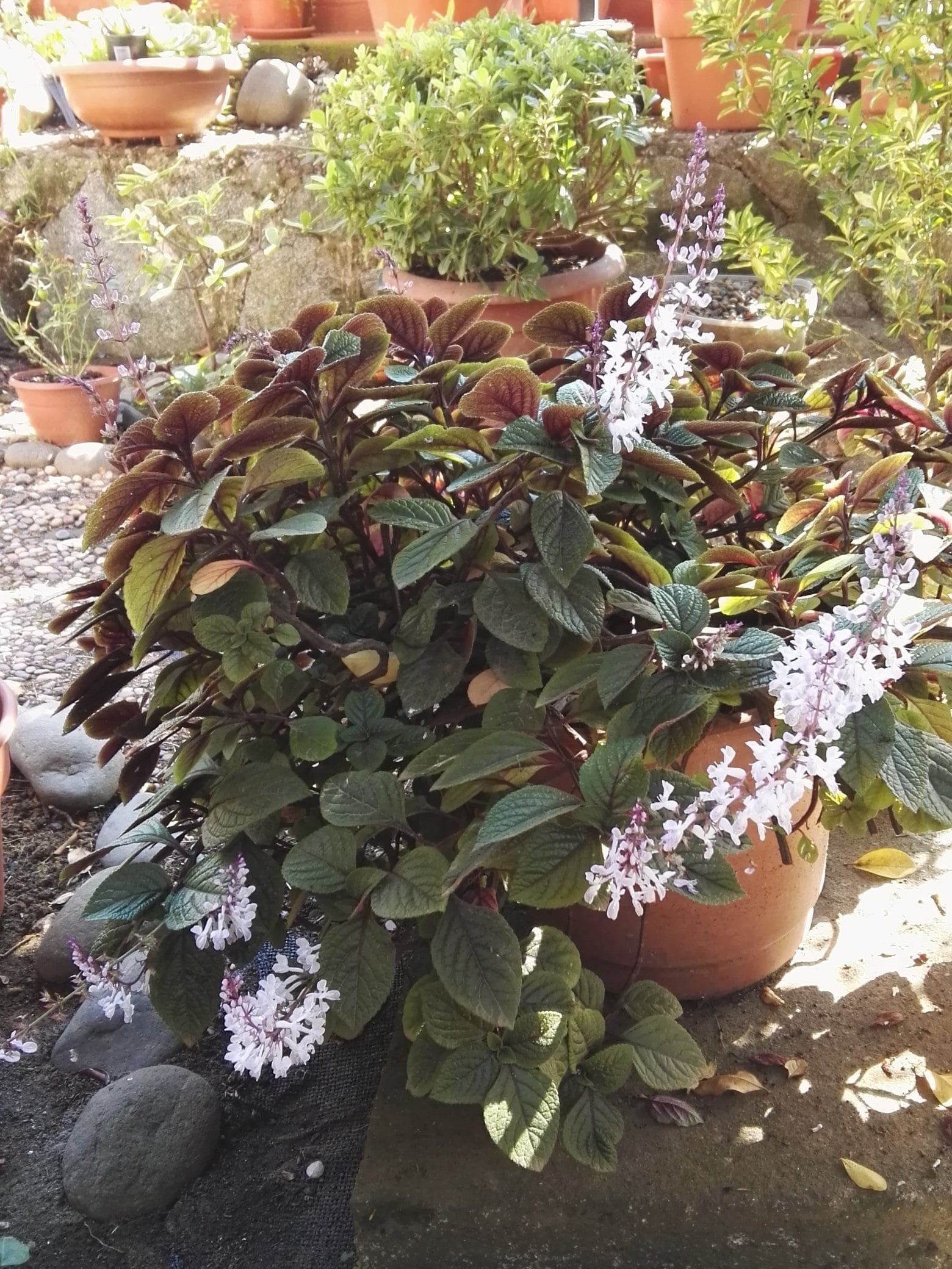 Planta 2