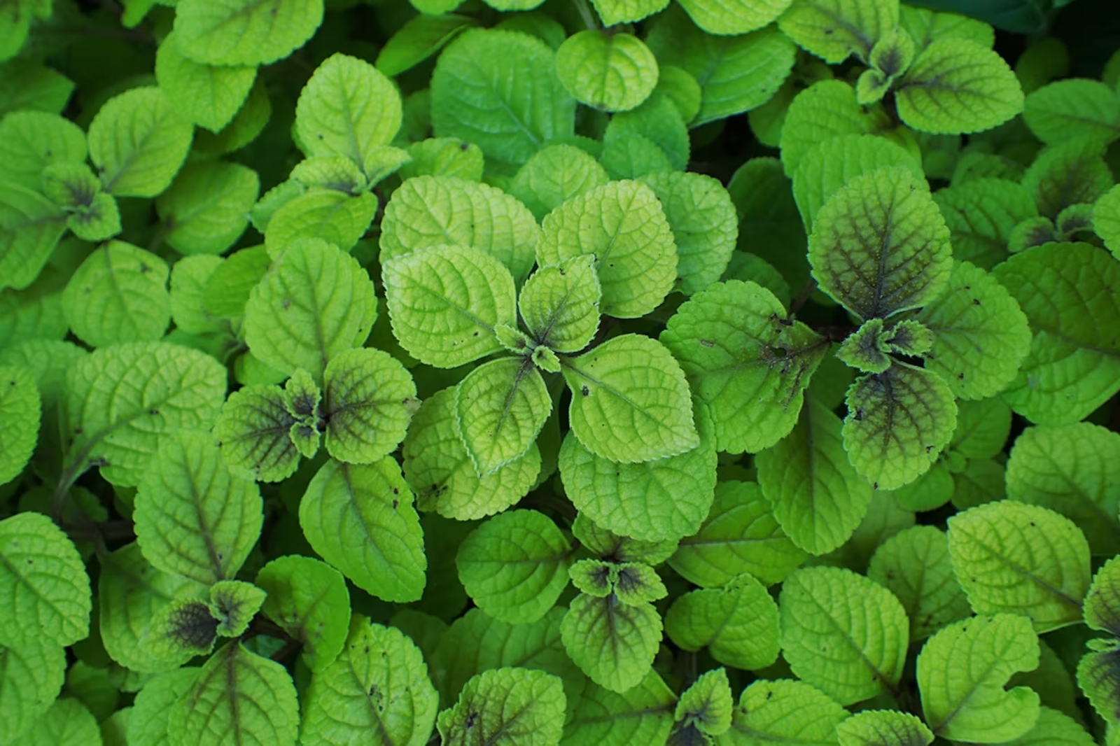 Planta
