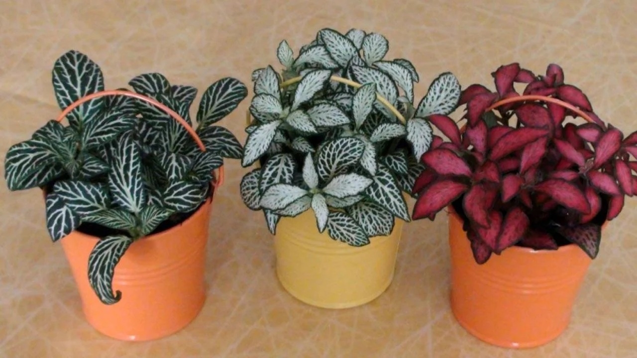 Plantas 2