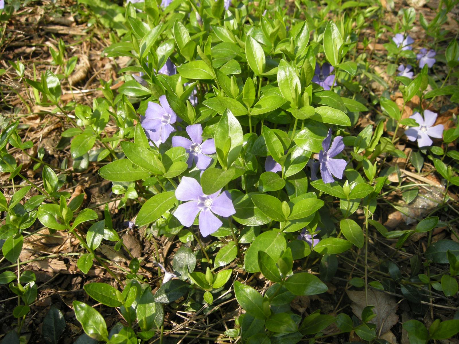 vinca-minor-detail
