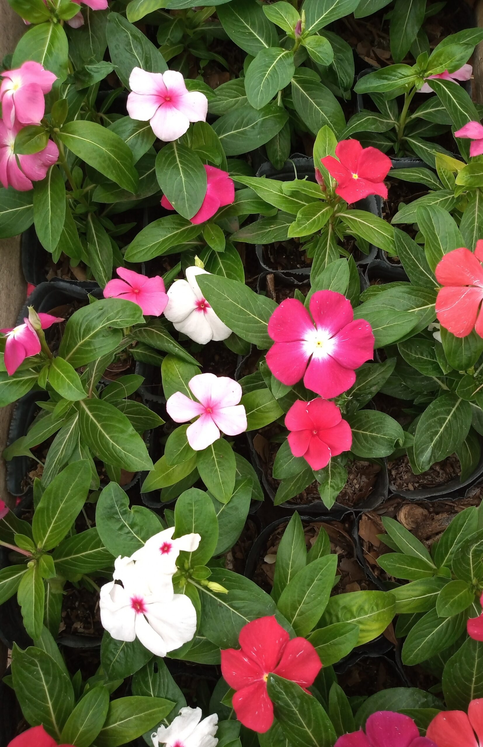 Vinca-2-scaled