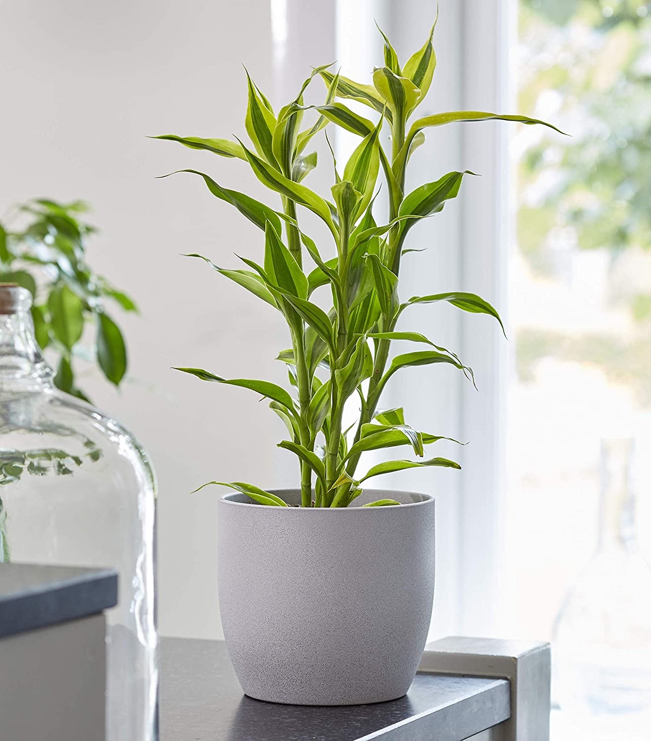 plantas 2