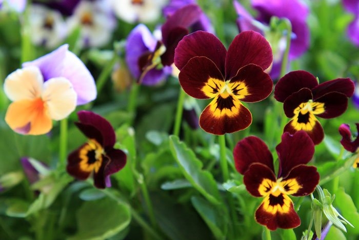 flores-viola-cornuta-5