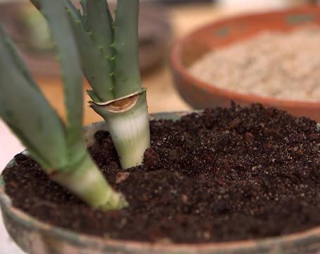 977-jardineria-aloe-vera-plantar-tallos-XxXx80(1)