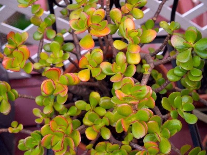 planta_de_jade_cuidados_1723_orig