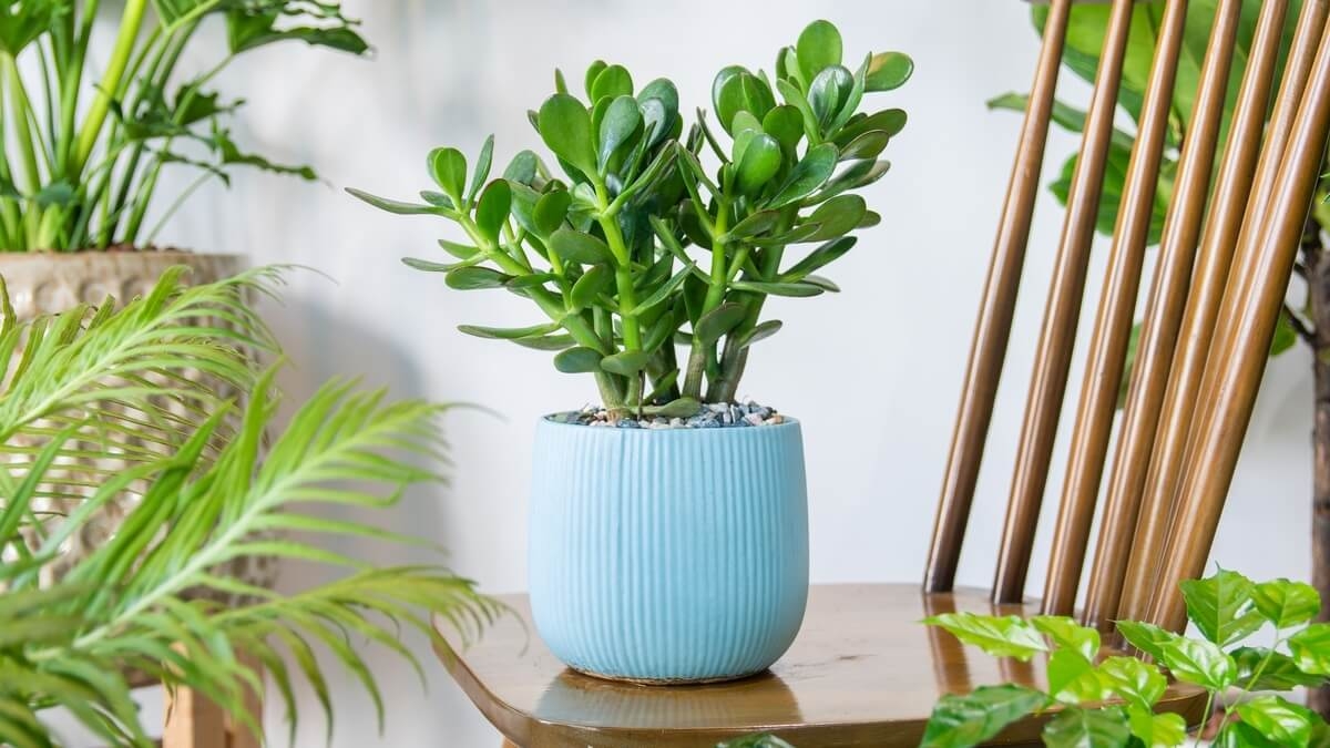 crassula-ovata-planta-jade