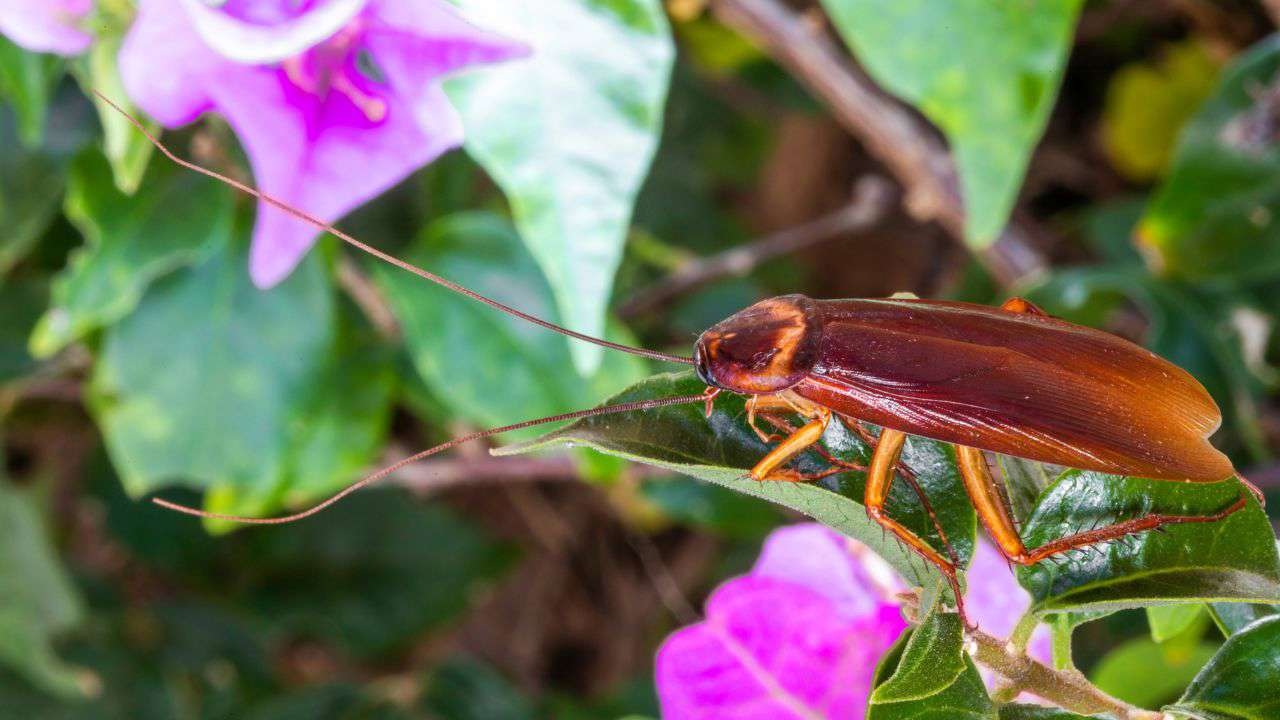 cucaracha_cf70b290_240403151606_1280x720