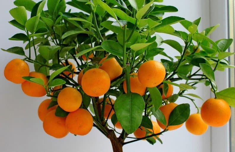 arbolescitricos02