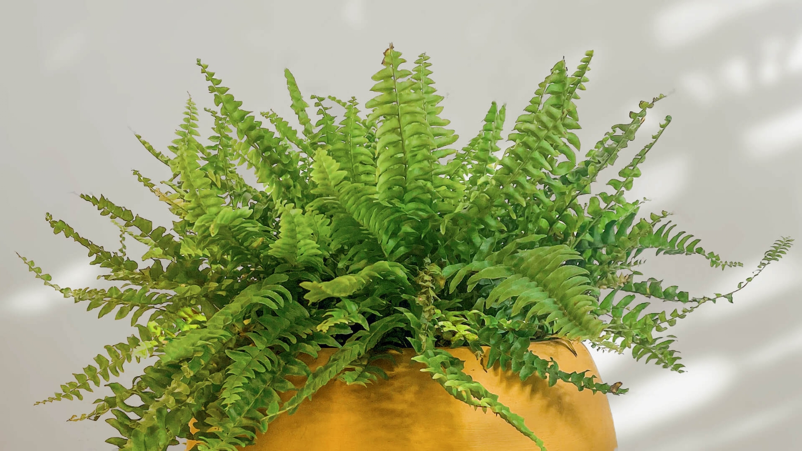 Plantas