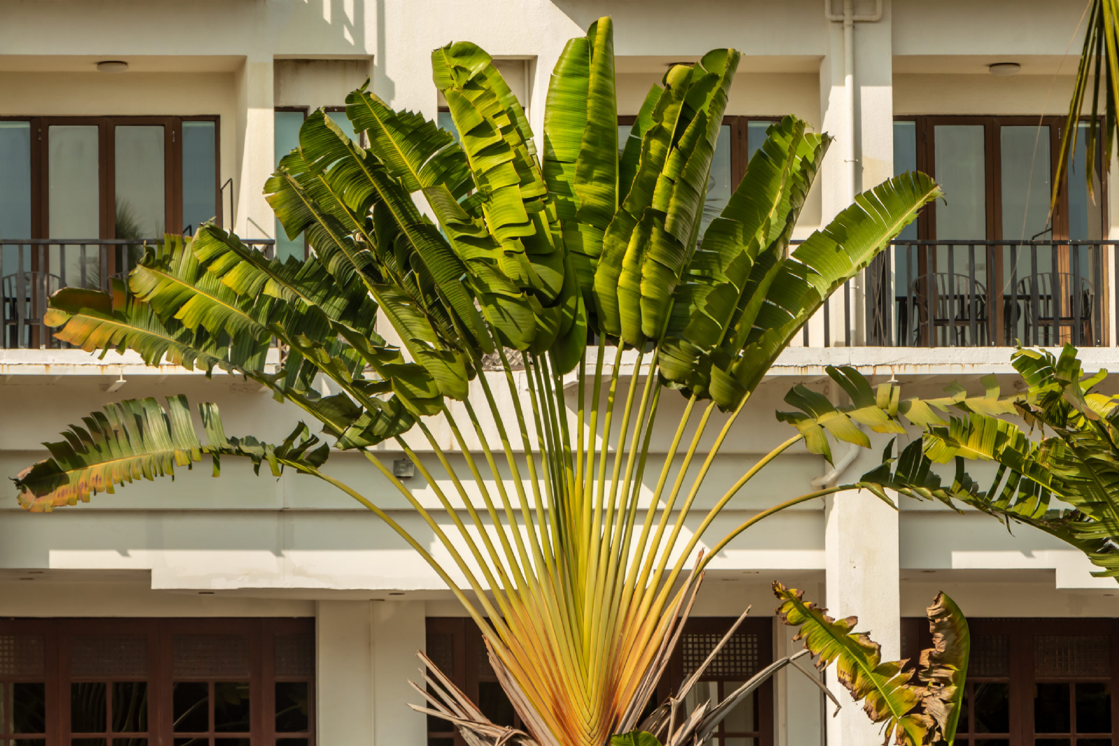 plantas mama