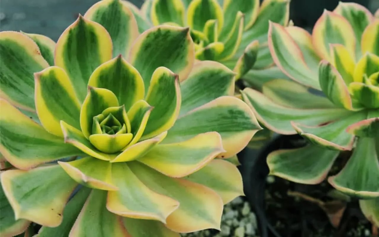 aeonium-sunburst