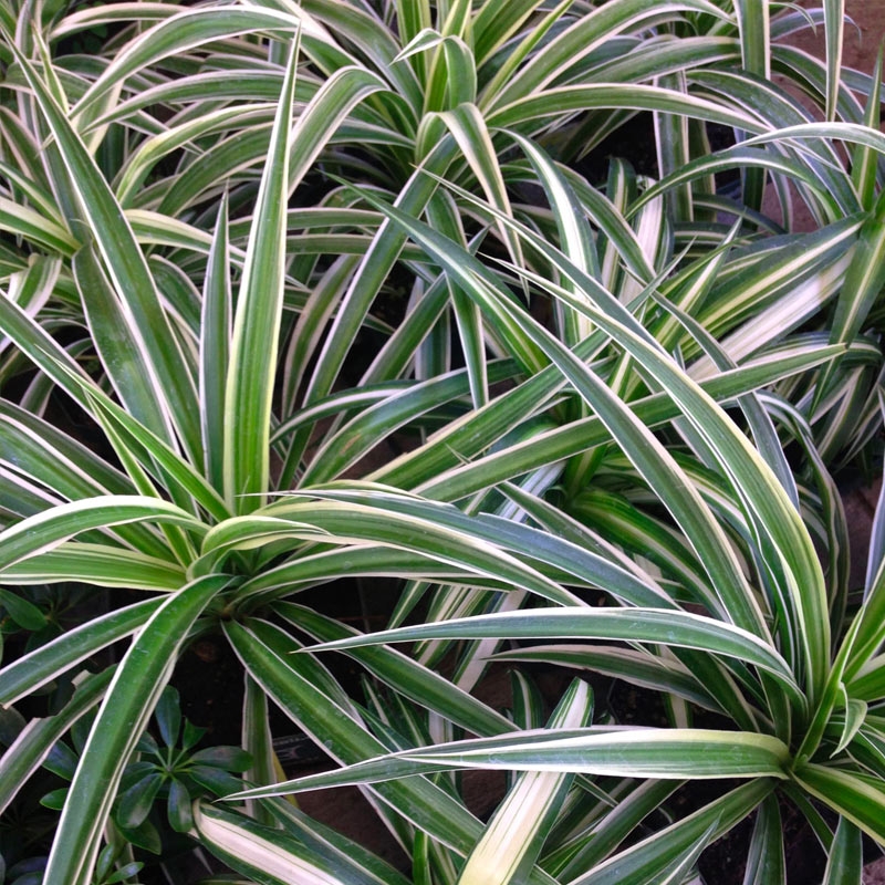 Chlorophytum-capense-variegado