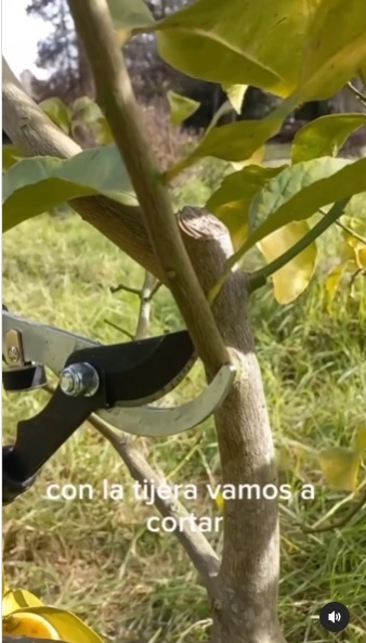 Limonero 3