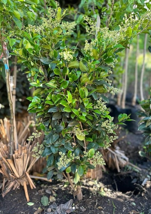 olea