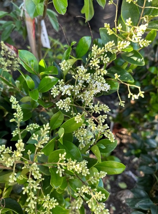olea1