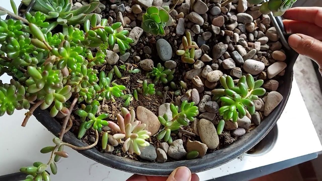 Plantas