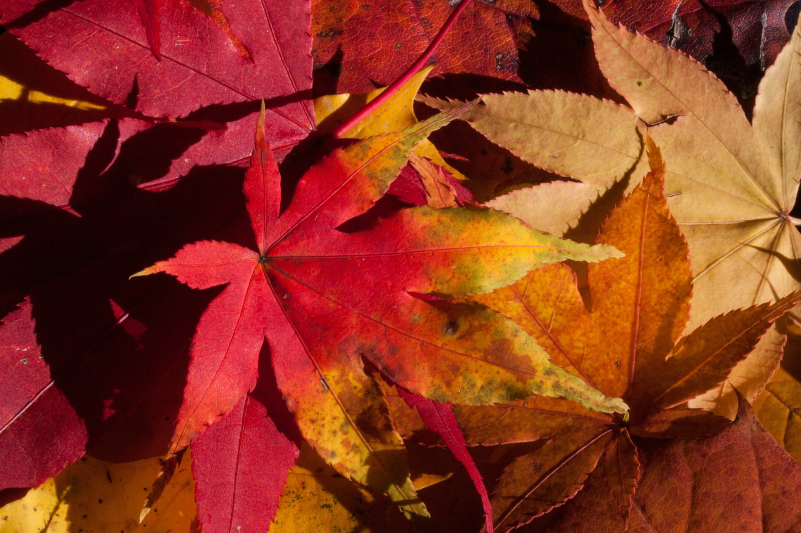 hojas de otoño