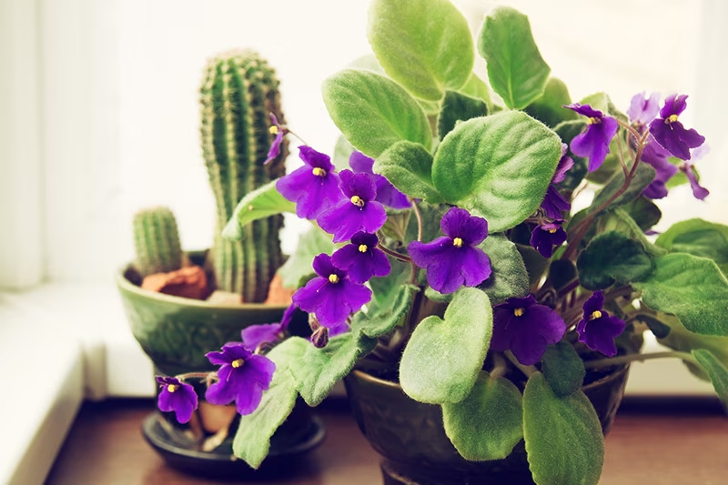 plant 3