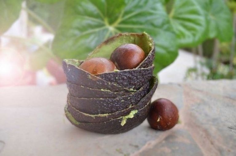 palta 2