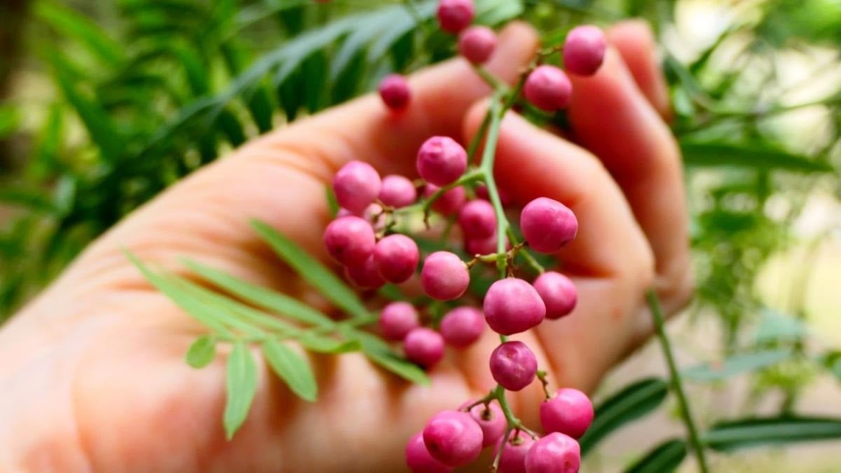 Pimienta rosa 4