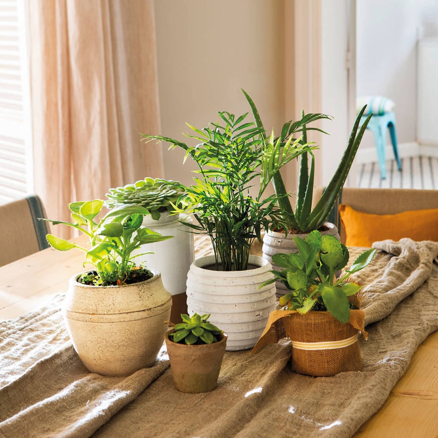 35-plantas-de-interior-resistentes_00000000_85b501da_230130171349_900x900 (1)