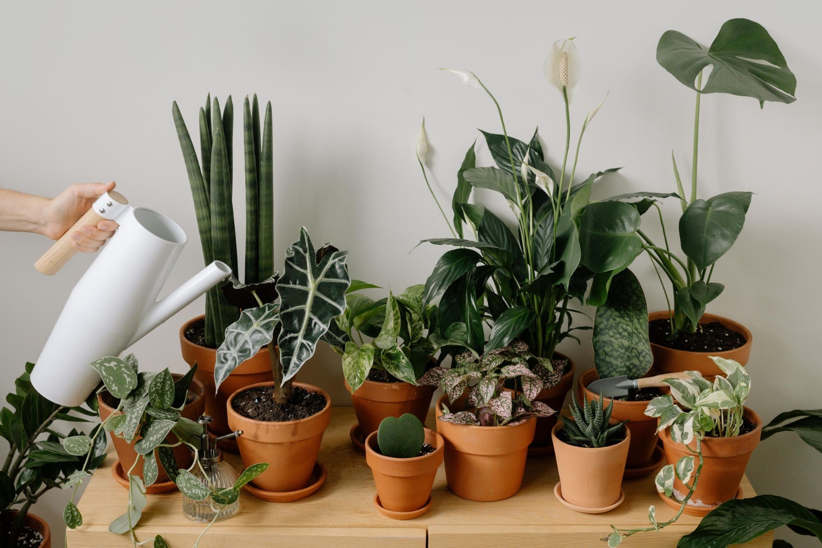 planta