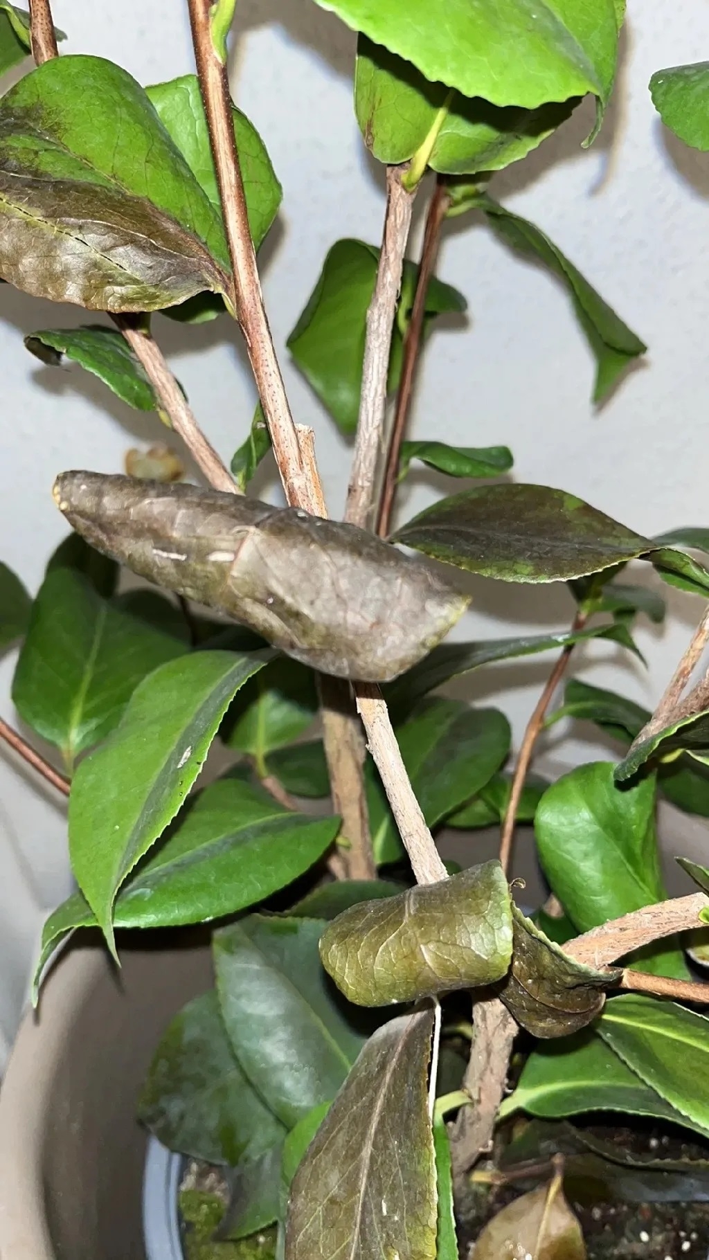 Plantas 4