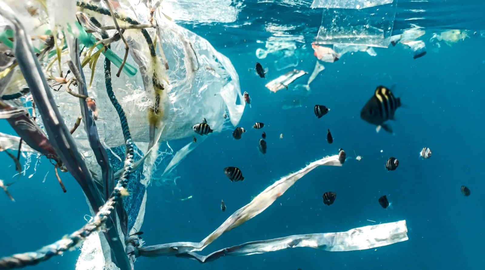 microplasticos-en-el-mar(1)