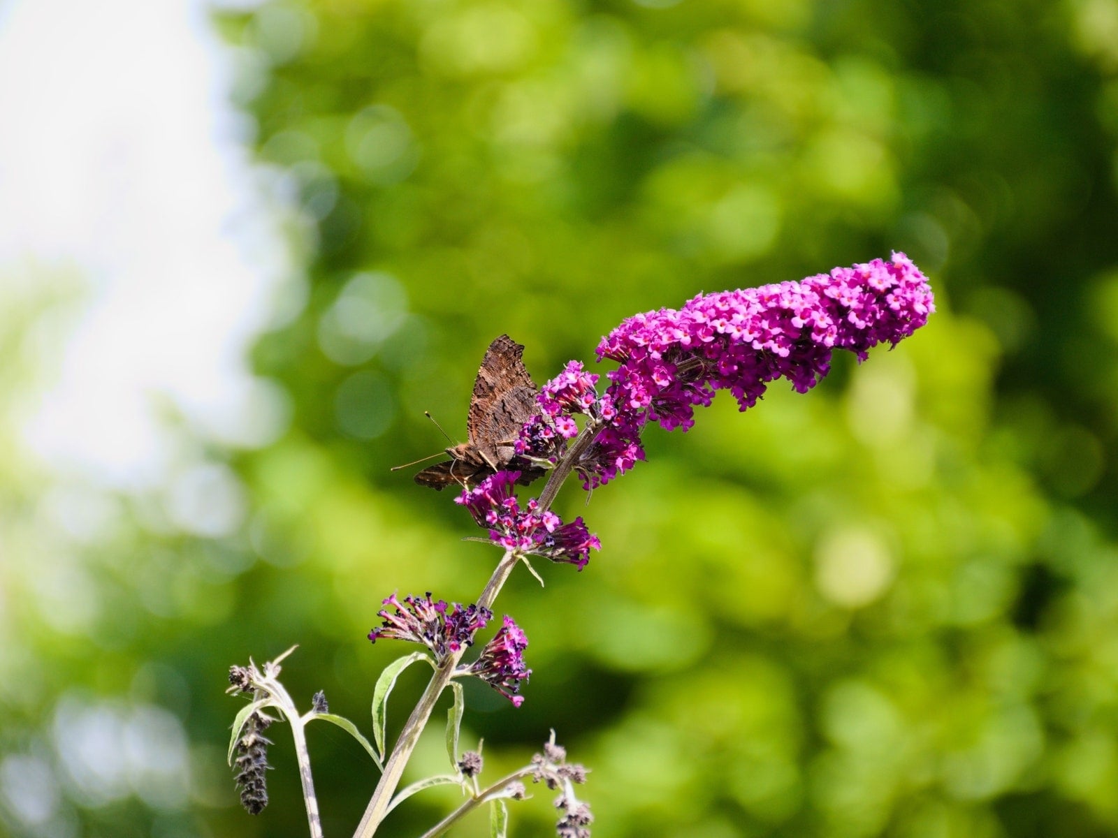 flores-para-atraer-mariposas-buddleja