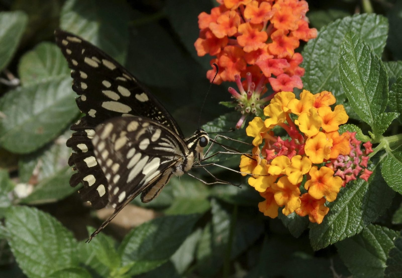 mariposa-y-flor