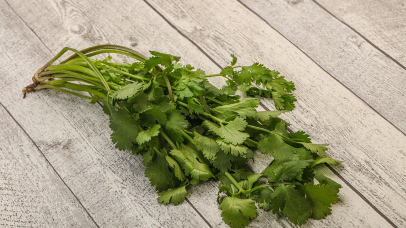 perejil o cilantroo