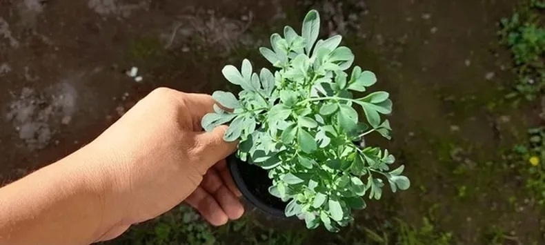 Planta 4