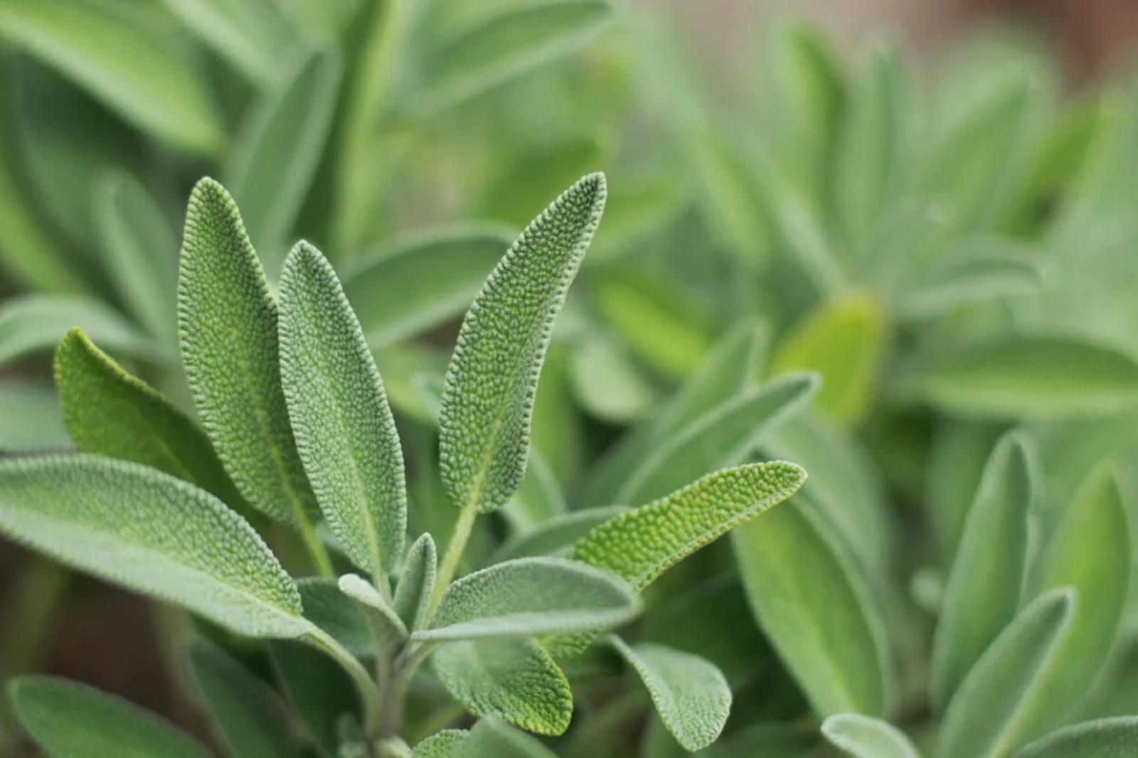 planta-salvia-1200x800