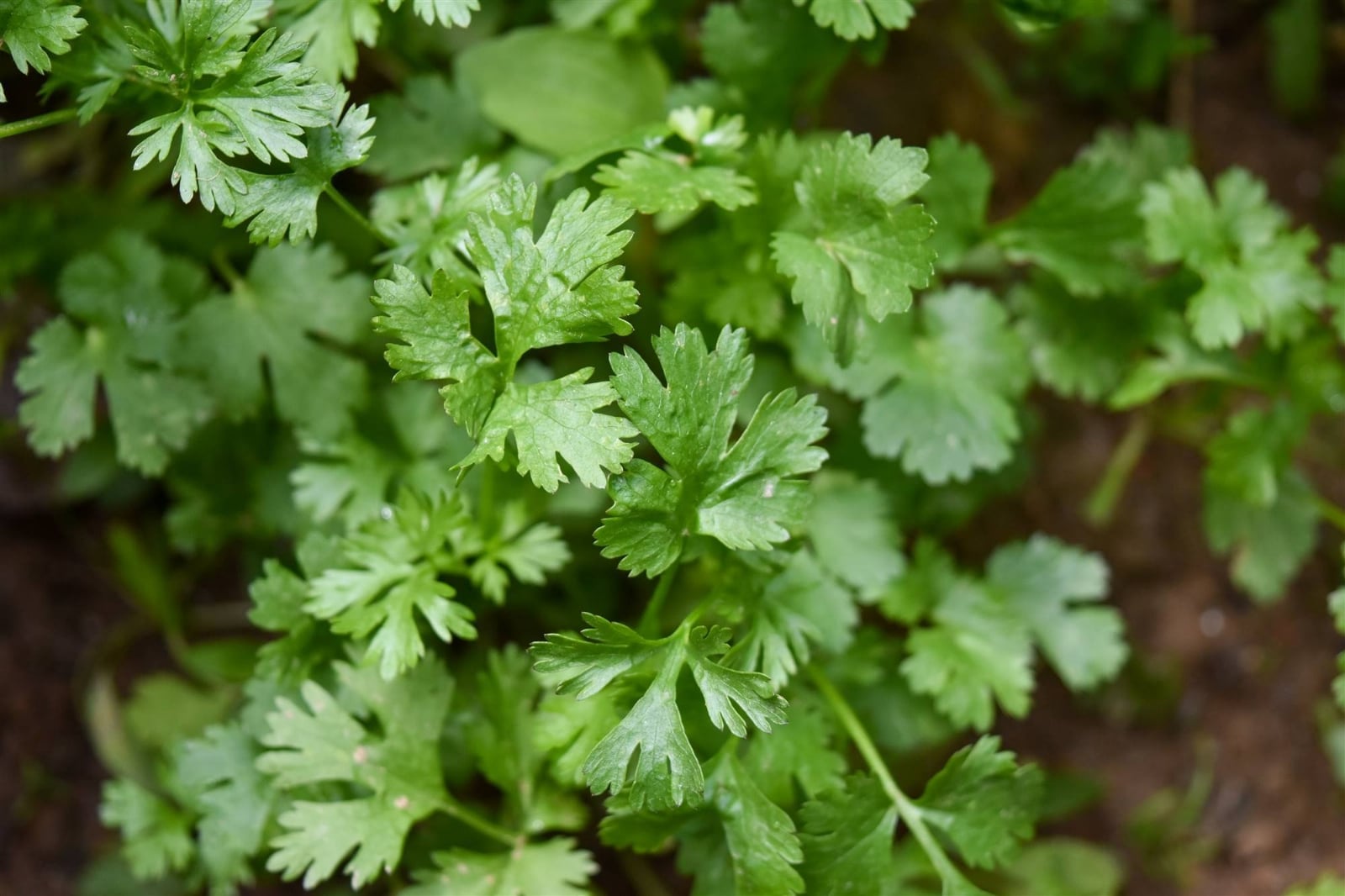 cilantro-planta-aromatica_68f8bab3_2000x1333