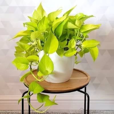 potus-lemon-la-planta-para-principiantes-que-purifica-el-aire
