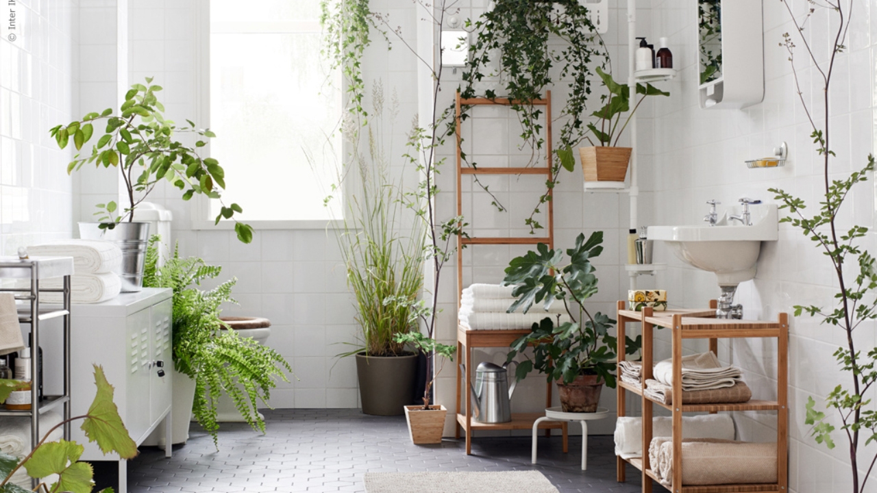plantas-para-bano(1)